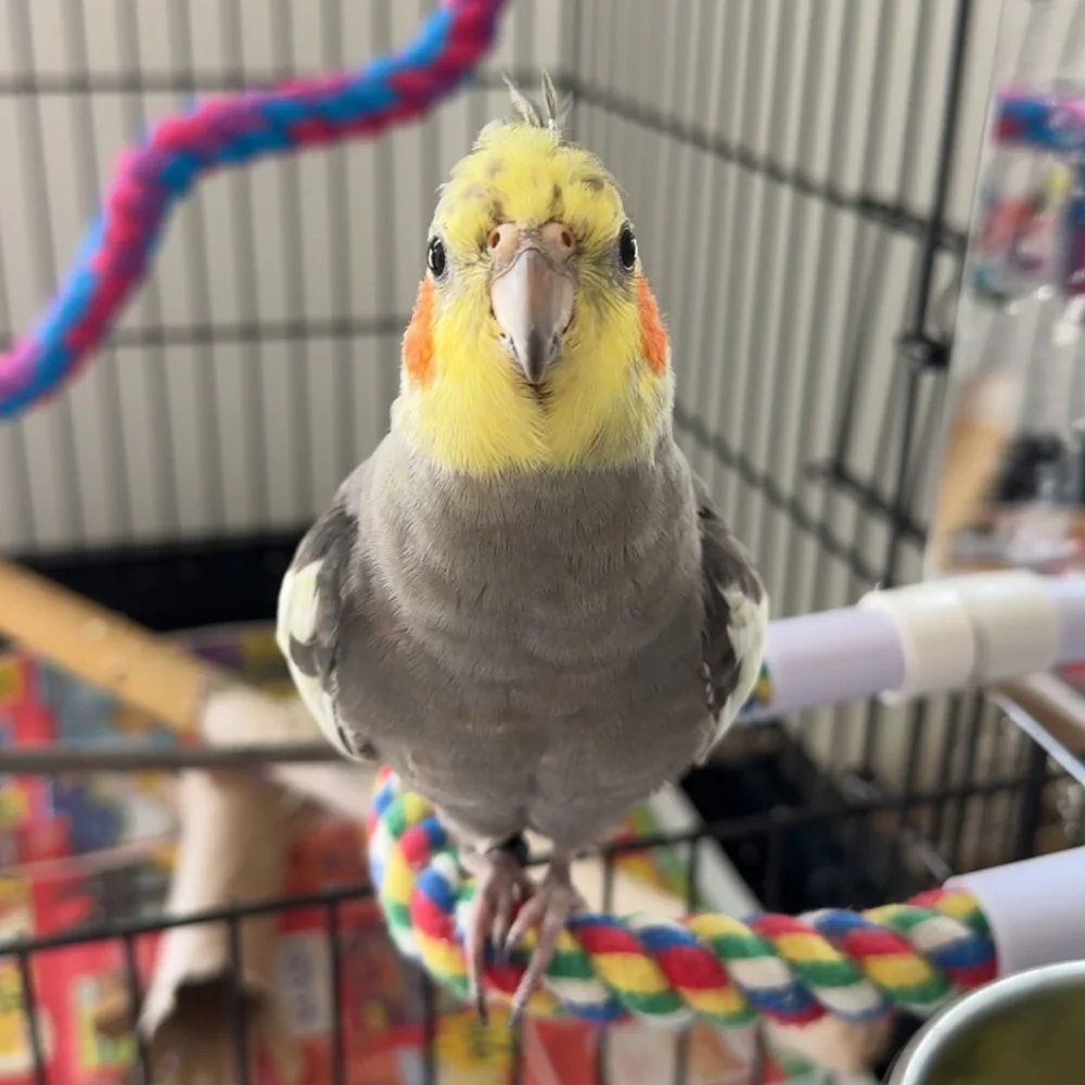 Petrie the Cockatiel perched in his cage